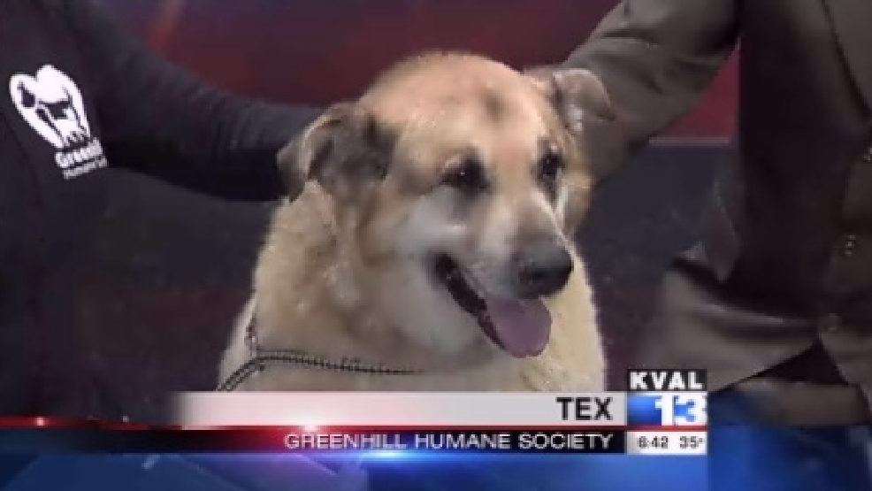 pet_tex.jpg