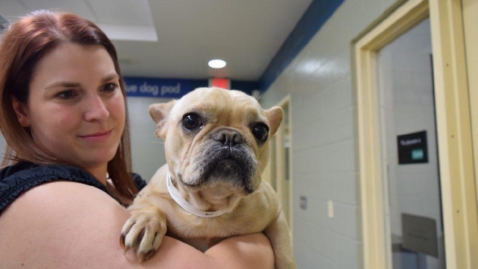 oregon humane society dogs oregon humane society cares for 11 neglected dogs from veneta katu oregon humane society dogs oregon humane society cares for 11 neglected dogs from veneta katu