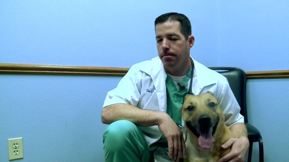 Veterinarian Cancer Specialist In Iowa