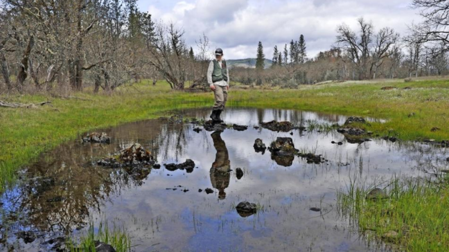 Frogs, puddle-dwellers fight to survive