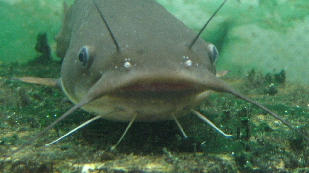 Arkansas Catfish Farms Dwindling KATV