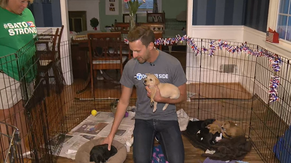 Lucky Dog Animal Rescue helping four-legged Florence evacuees | WJLA