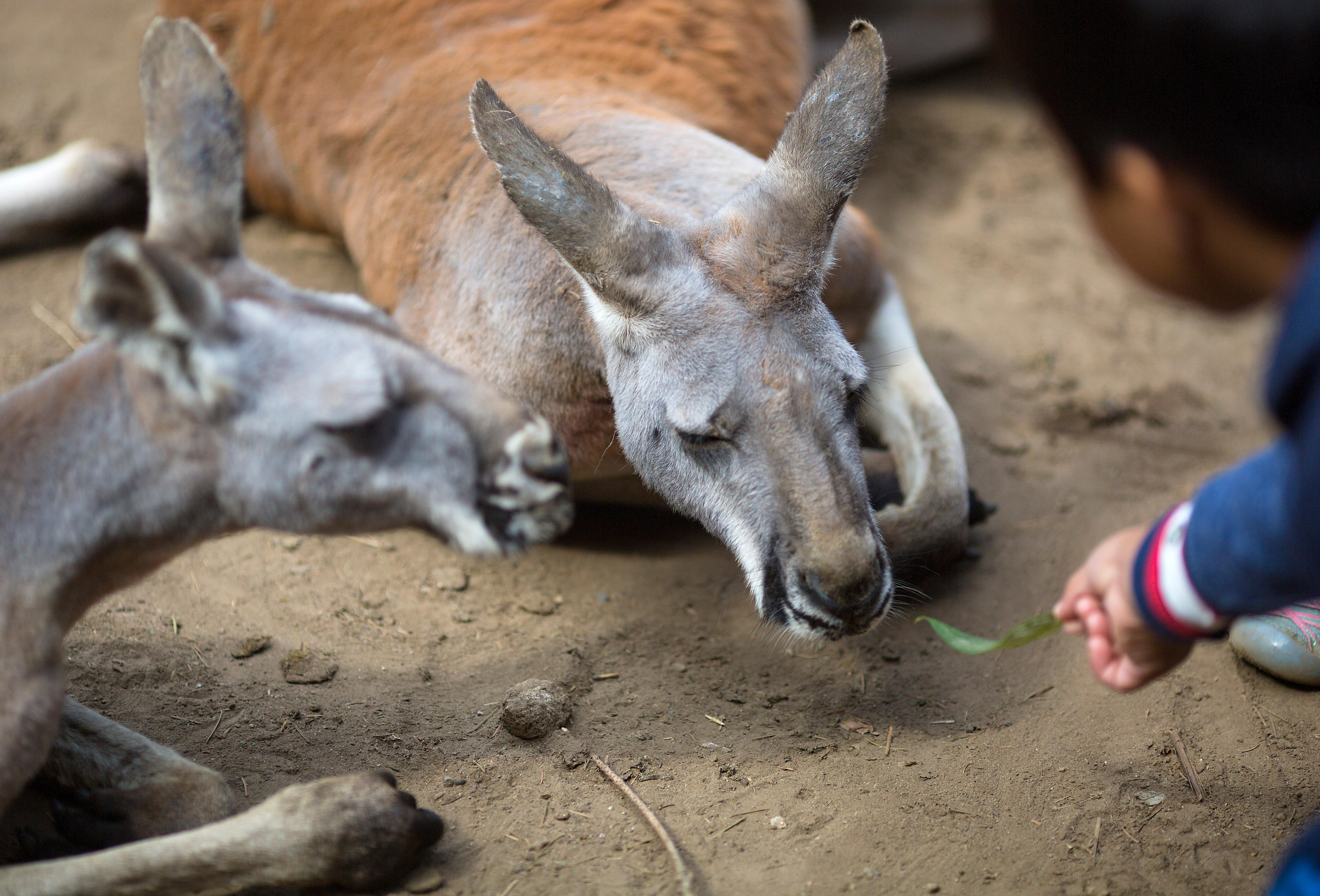 Photos CRIKEY MATE! There's a Kangaroo Farm in Arlington, WA Seattle