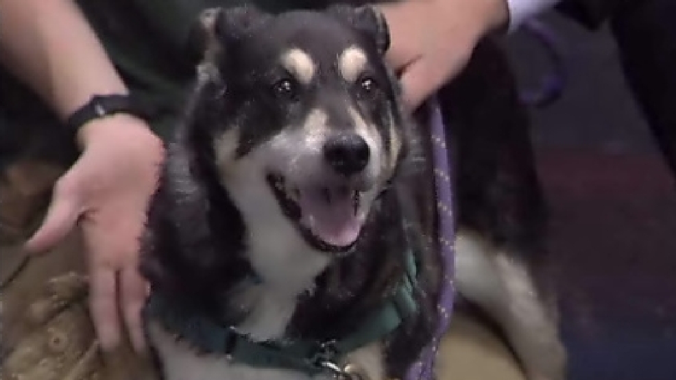 pet_sarge.jpg