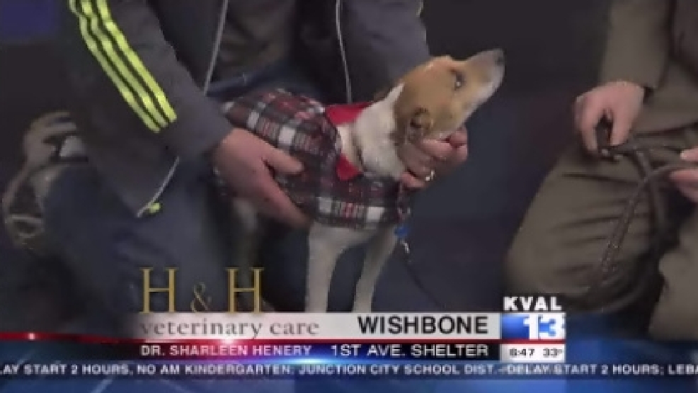 pet_wishbone.jpg