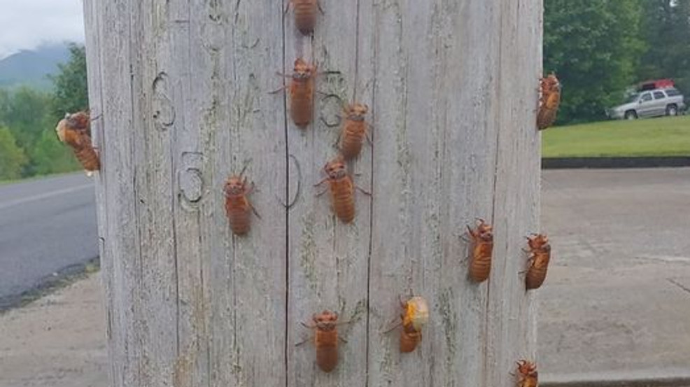 PHOTOS 17year Cicadas emerge in Tennessee as states prepare for