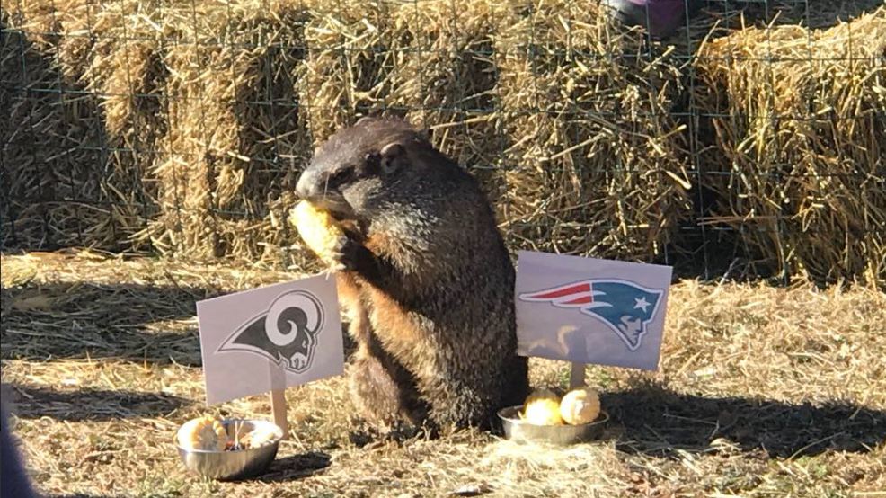 Chimney Rock groundhog sees shadow--and picks the Rams | WLOS