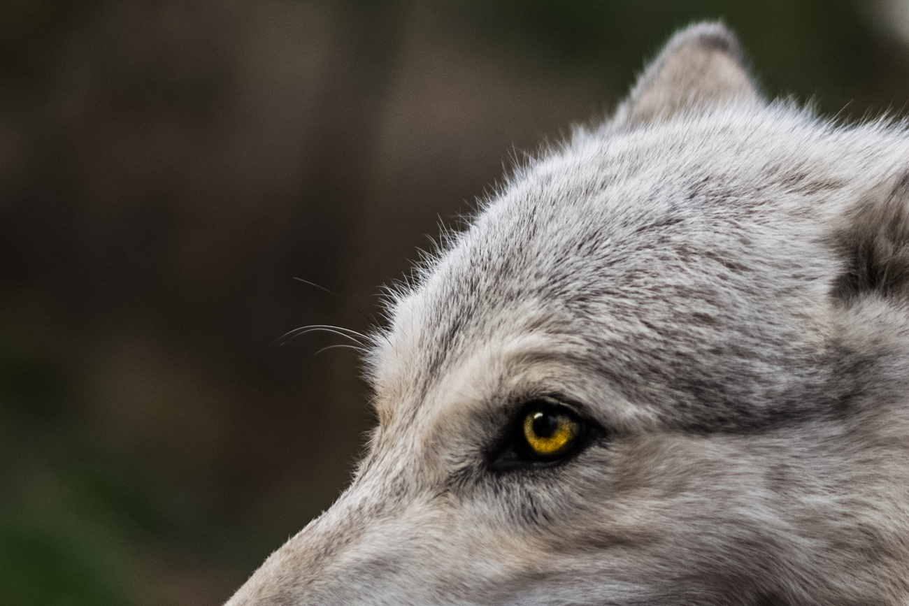 20 Incredible Photos Of The Animals At Red Wolf Sanctuary | Cincinnati