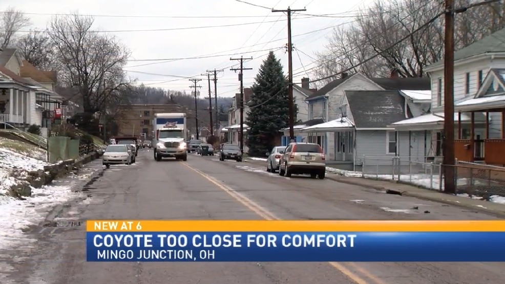Coyotes too close for comfort in Mingo Junction WTOV