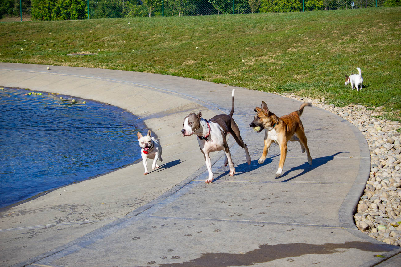 We're Pawsitive Your Pup Will Love These 8 OffLeash Dog Parks