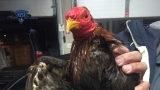 State police rescue injured roosters during traffic stop