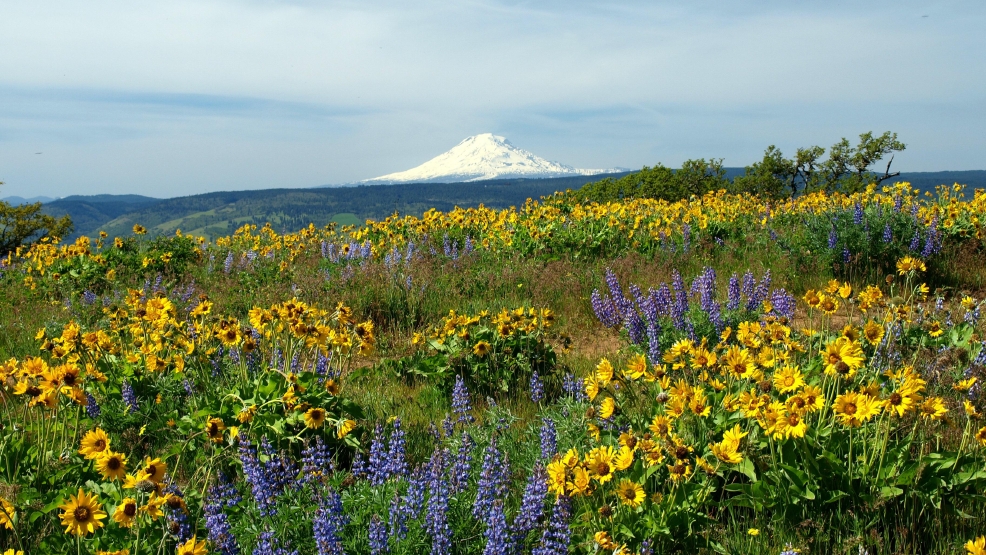 wildflower.jpg wildflower.jpg