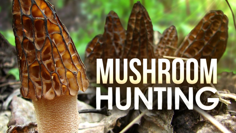 Helpful tips for mushroom hunting in West Michigan WWMT