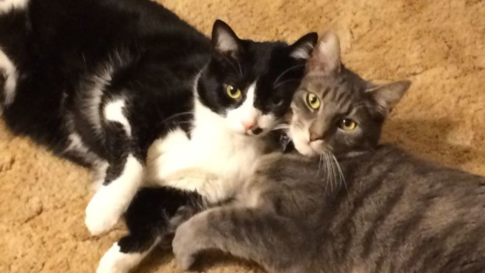 GALLERY: National Cat Day | WSYX