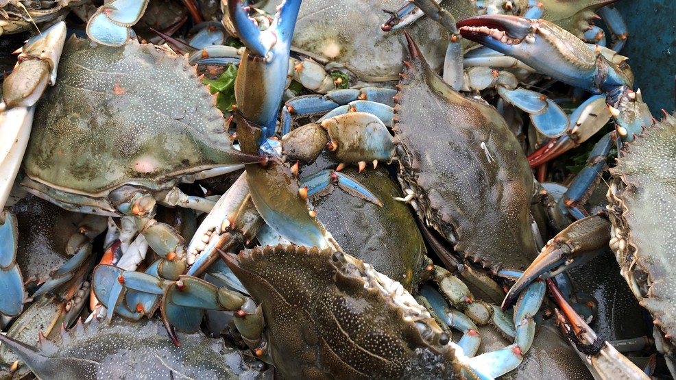 blue crab festival