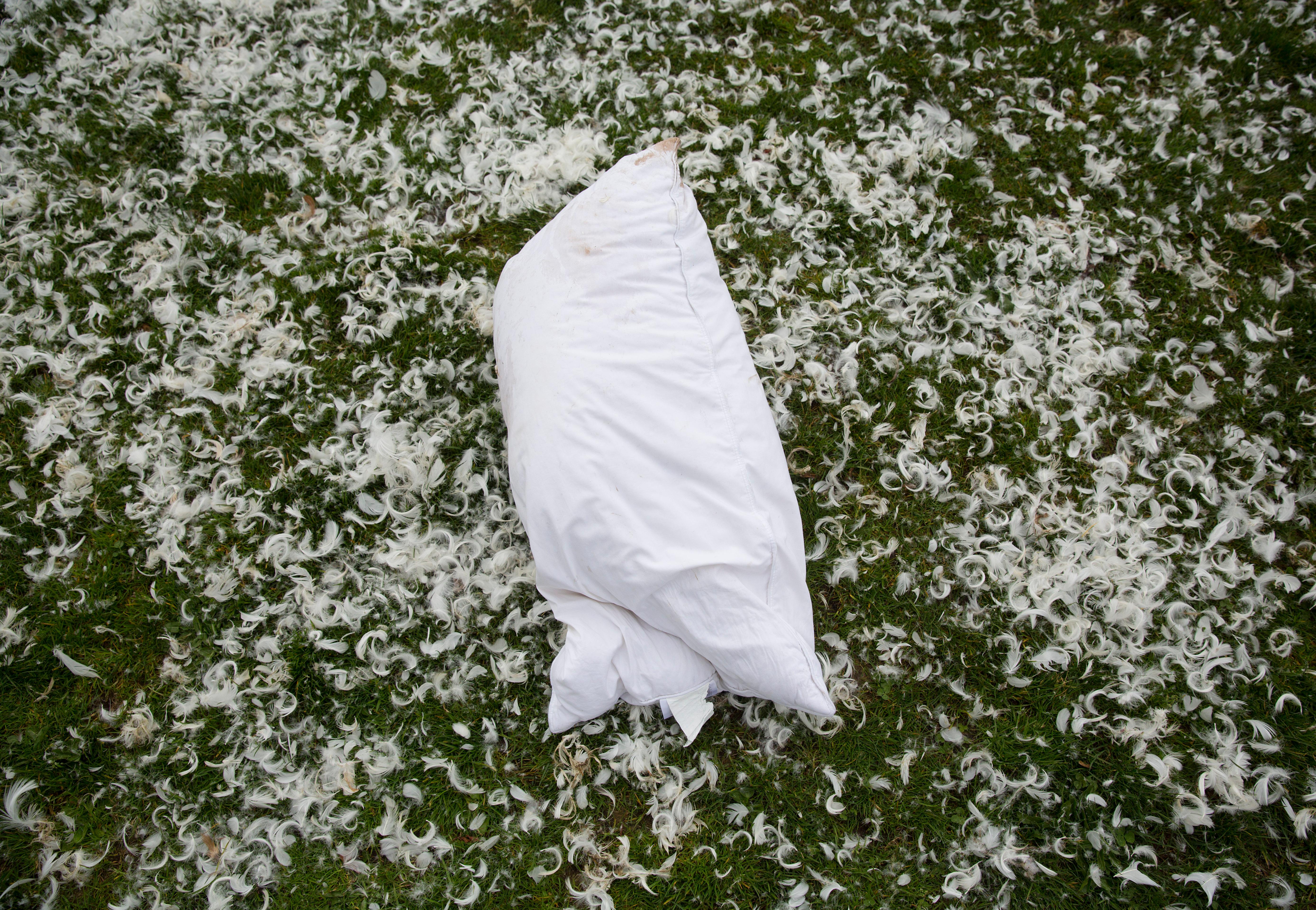 Photos PILLOW FIGHT! Seattle Refined