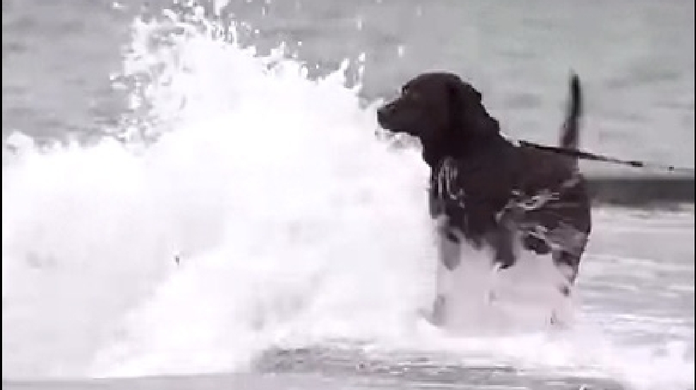 121217_dog.jpg