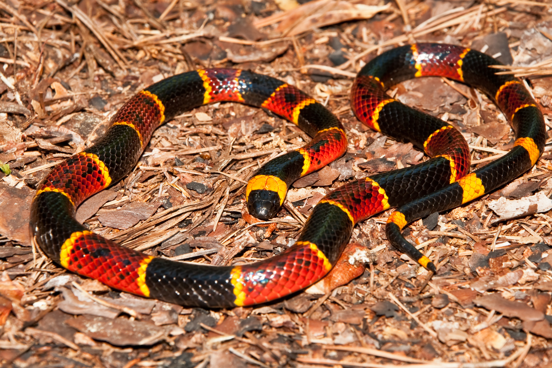 South Carolina Venomous Snake Guide PHOTO GALLERY WCIV