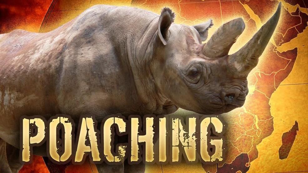 ce13dab5-c891-4d0d-ac6b-ccb85e9177f2-large16x9_RhinopoachingMGN.jpg ce13dab5-c891-4d0d-ac6b-ccb85e9177f2-large16x9_RhinopoachingMGN.jpg