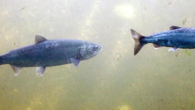 State observations indicate lower steelhead mortality