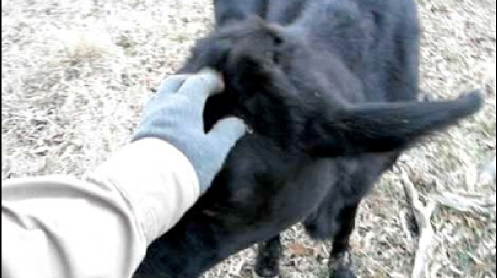 130904_pet_cow.jpg