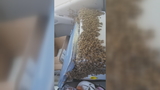 Waynesville man drives 40 miles with 3,000 bees loose in truck cab