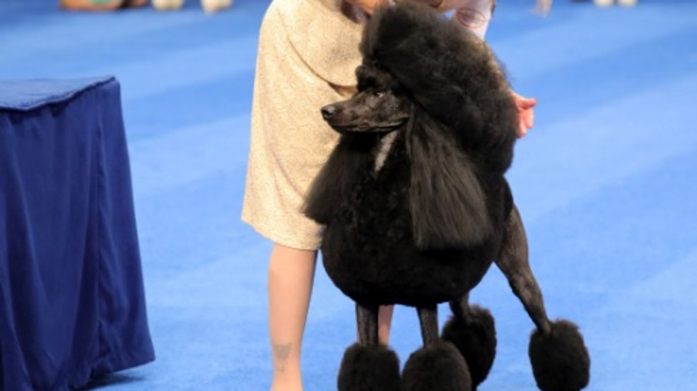 National Dog Show Kam the poodle from Seattle comes up short in canine