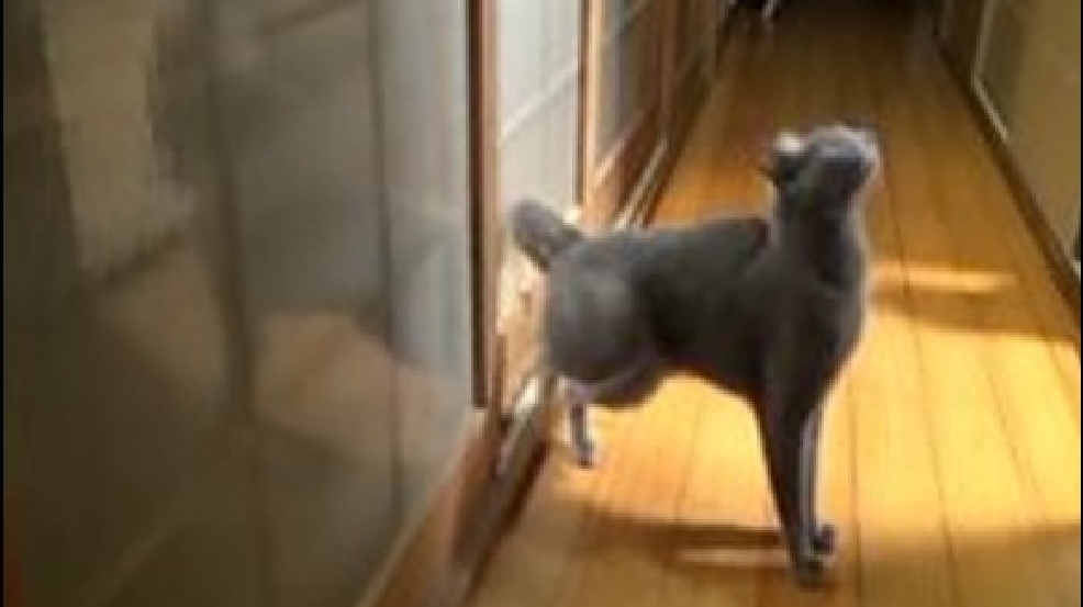 130215_cat_knocked.jpg