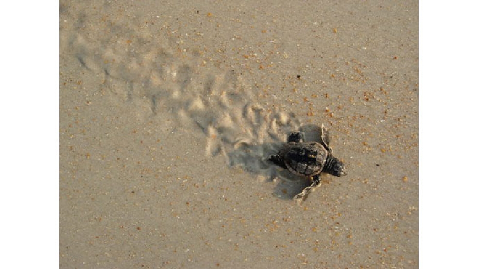 Conservation Efforts Helping Sea Turtle Nests Hit Record Breaking ...