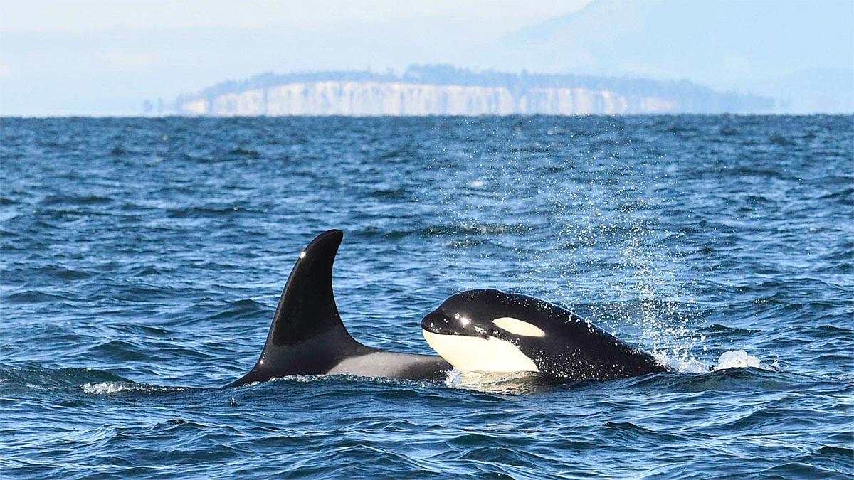 Photos 'The Kids are Alright' 8 killer whale calves doing well KOMO