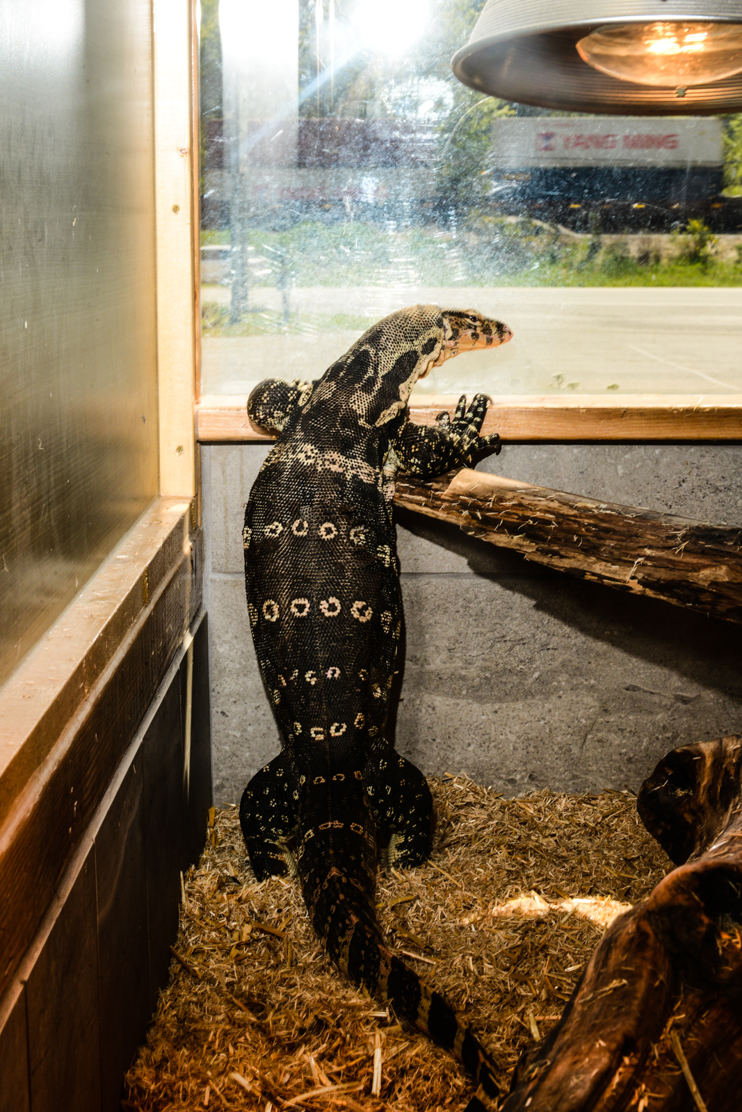 A day trip out to Monroe's Reptile Zoo Seattle Refined