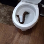 Rattlesnake crawls out of toilet in snake-infested house