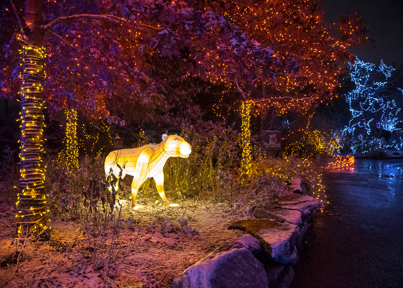 The Zoo's Festival of Lights Is Otherworldly After a Snow Cincinnati