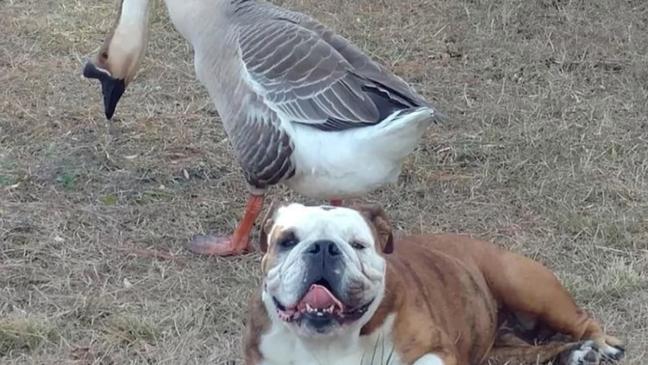 Best friends separated: Goose mourns lost dog