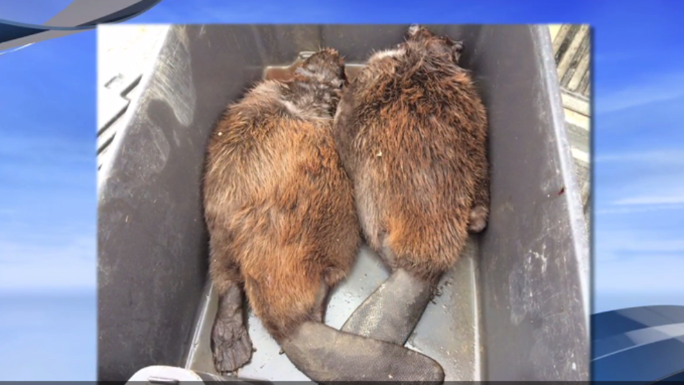 Busy beavers causing flood of problems WWMT