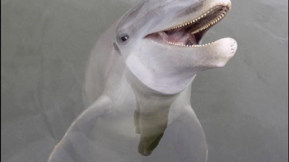 130809_dolphin.jpg