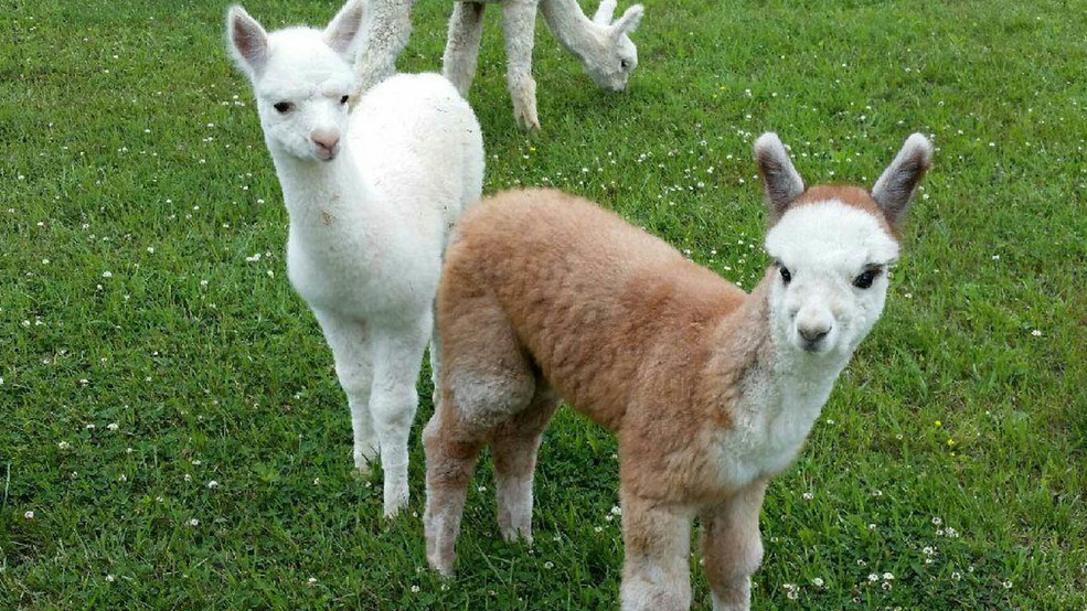 3 Alpaca Farms Near Cincinnati That Every Alpacaholic Should Visit | Cincinnati Refined
