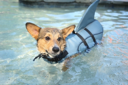 corgi in water