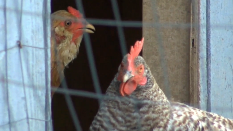 CDC: Backyard chickens lead to Salmonella outbreak | WHAM