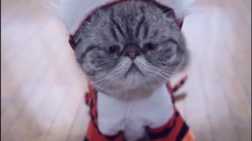 140731_CATS.jpg