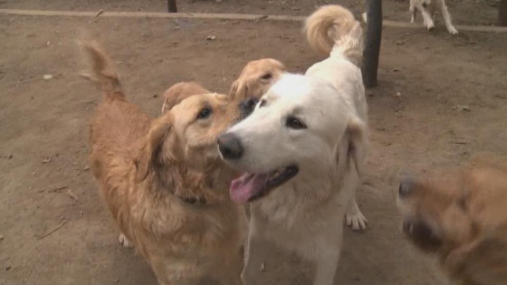 Unwanted 'Turkey dogs' rescued from Istanbul for US adoption WTTE