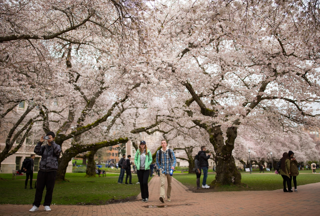 Photos They're here! UW cherry blossoms in full bloom Seattle Refined