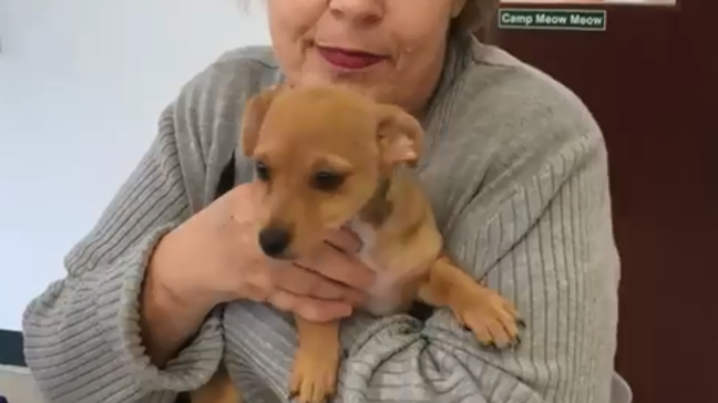 Pet of the Week: Violet