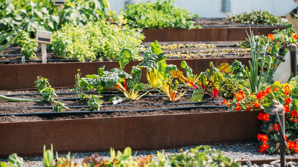 Urban Farming: Apartment Complex Edition | Seattle Refined Urban Farming: Apartment Complex Edition | Seattle Refined