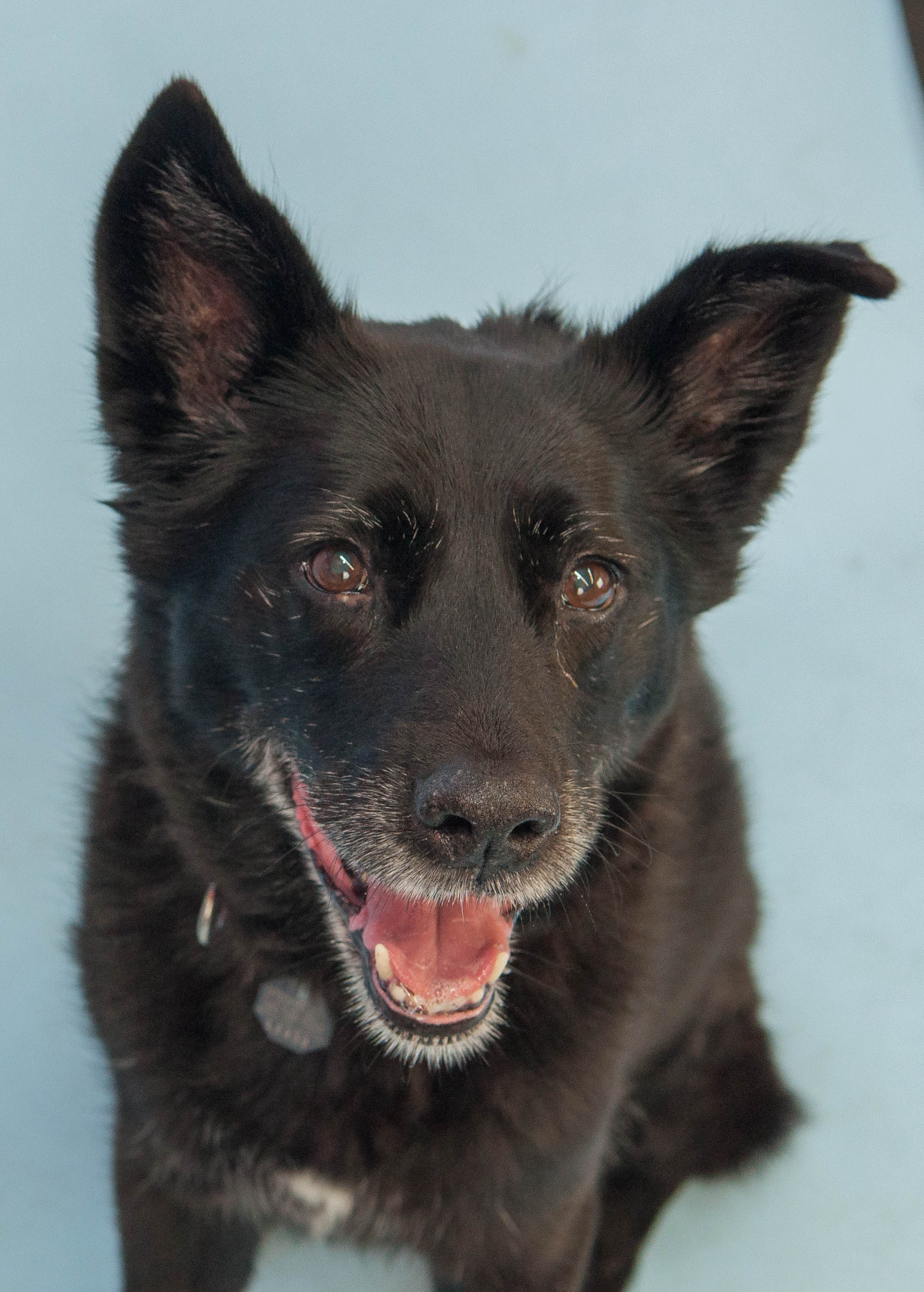belgian sheepdog national specialty 2018 photos 9 adoptable pets from woodinville u0027s homeward pet komo belgian sheepdog national specialty 2018 photos 9 adoptable pets from woodinville u0027s homeward pet komo