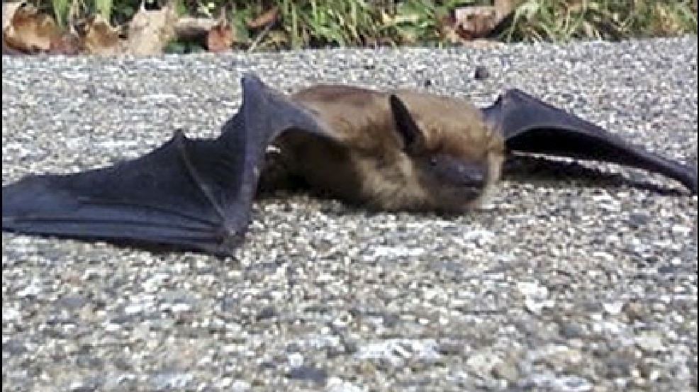 Idaho bat tests positive for rabies KOMO