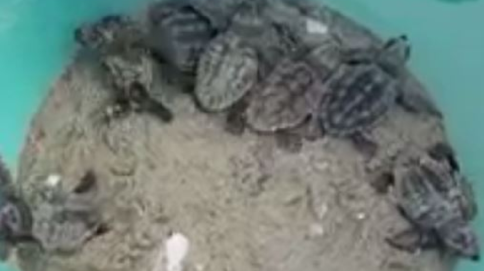 You might see baby turtles in North Myrtle Beach WPDE