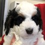 UPDATE: American Airlines locates lost puppy; blames breeder for mix-up