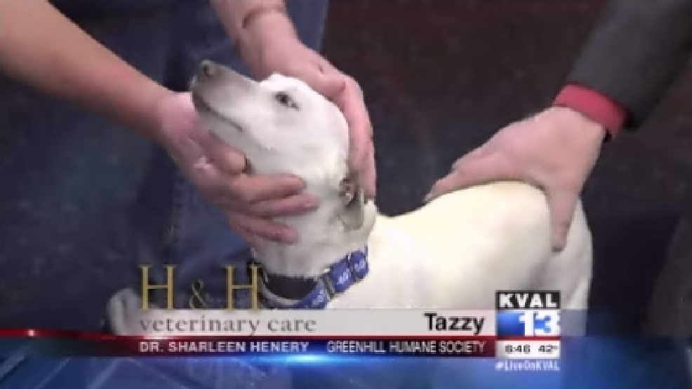 pet_tazzy.jpg