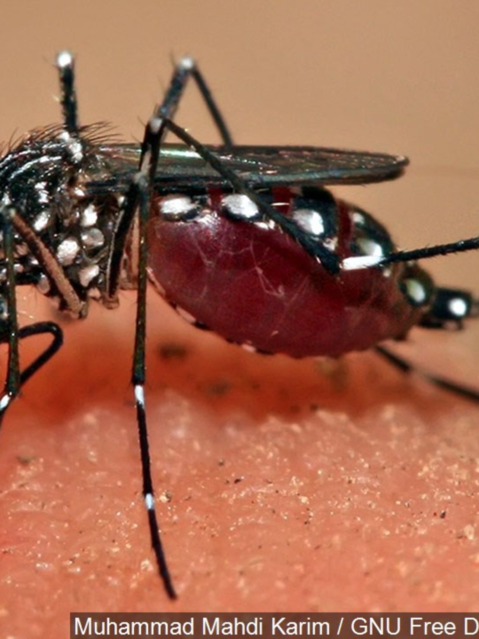Here S How To Repel Mosquitoes While Working In The Yard Wgme Here S How To Repel Mosquitoes While